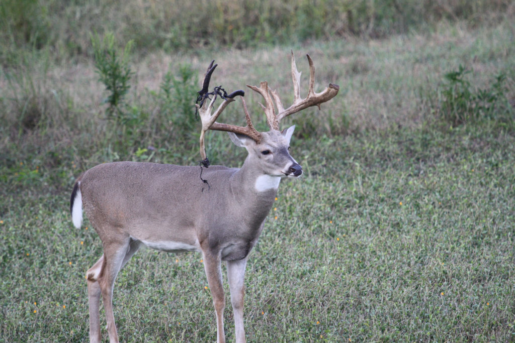 Side view of atypical rack in field